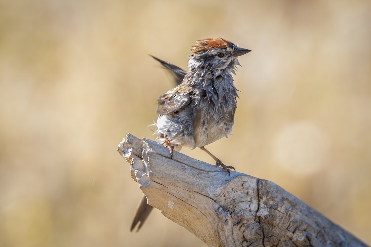 Chipping Sparrow - ML461998481