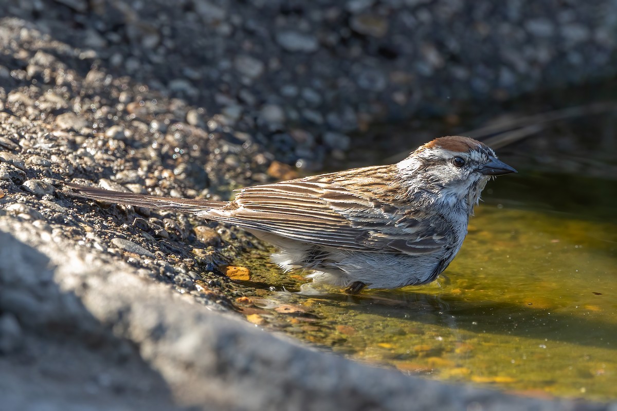 Chipping Sparrow - ML461998511