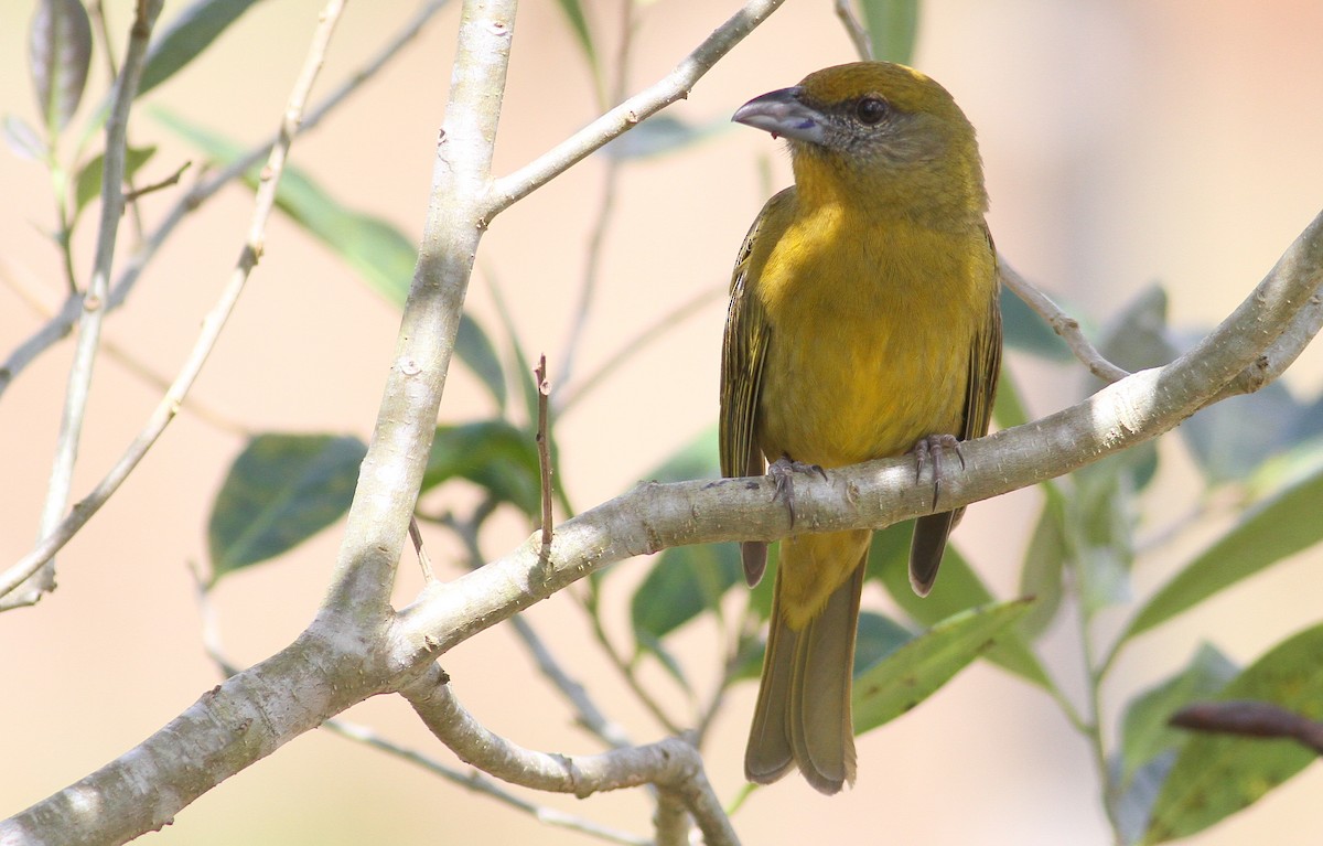 Hepatic Tanager (Northern) - ML46199921