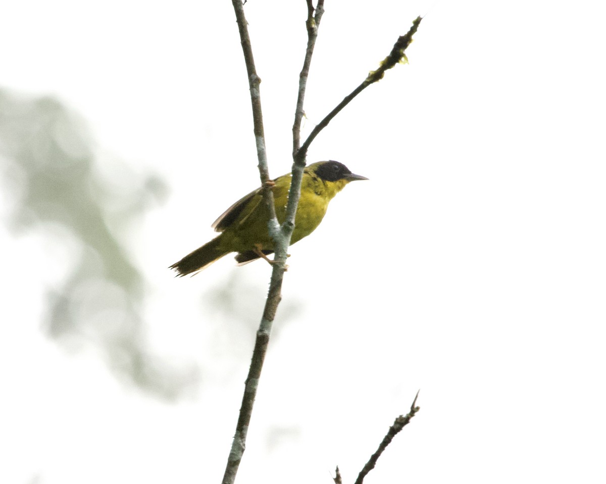 Olive-crowned Yellowthroat (Olive-crowned) - ML462003981