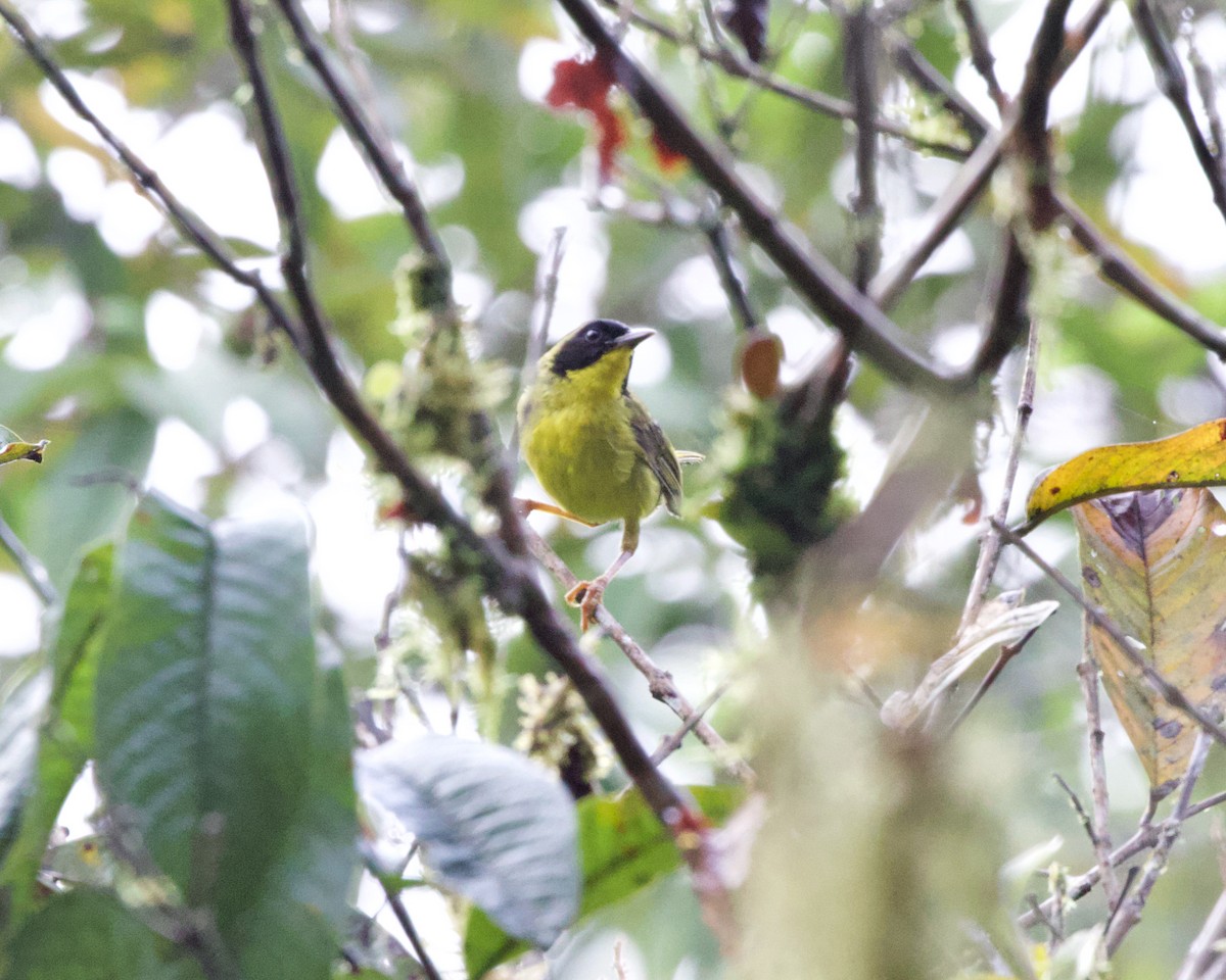 Olive-crowned Yellowthroat (Olive-crowned) - ML462004701