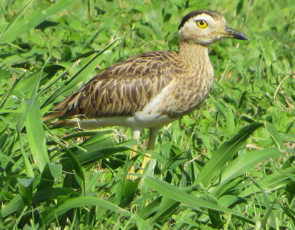 Double-striped Thick-knee - ML462005721