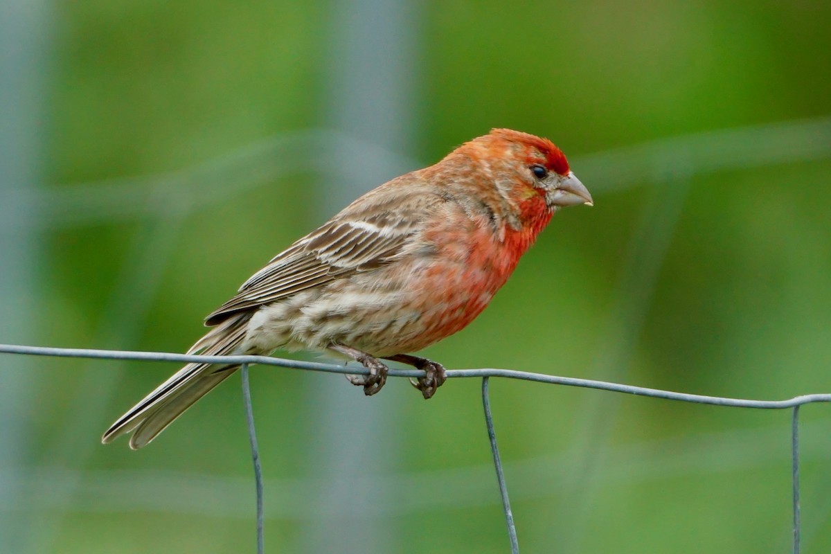 House Finch - Laura Sisitzky