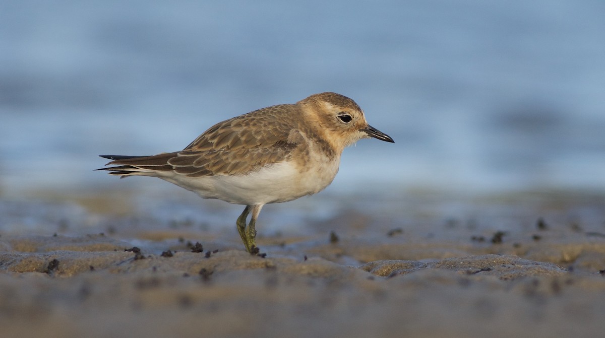Double-banded Plover - Liam Murphy