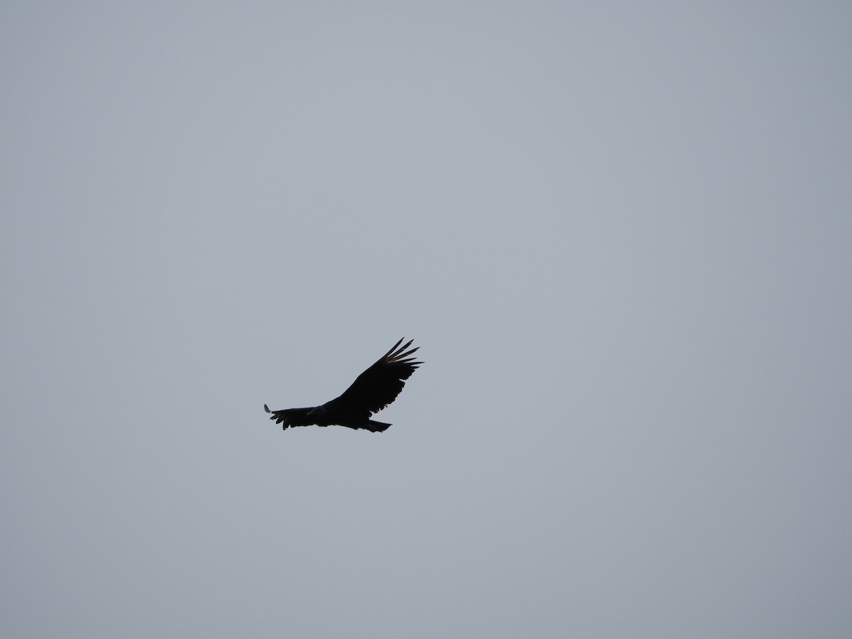 Black Vulture - ML462015851