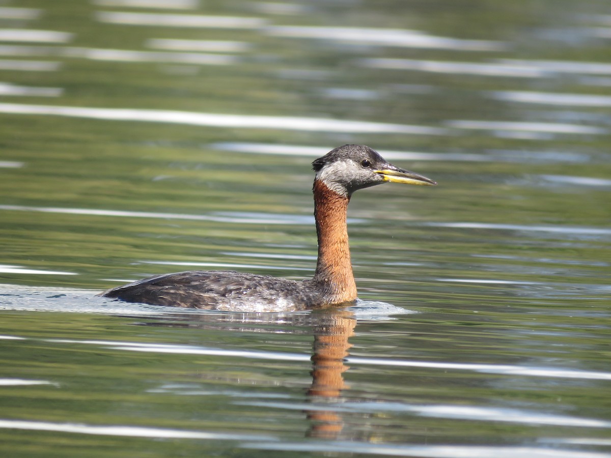 Red-necked Grebe - ML462016821