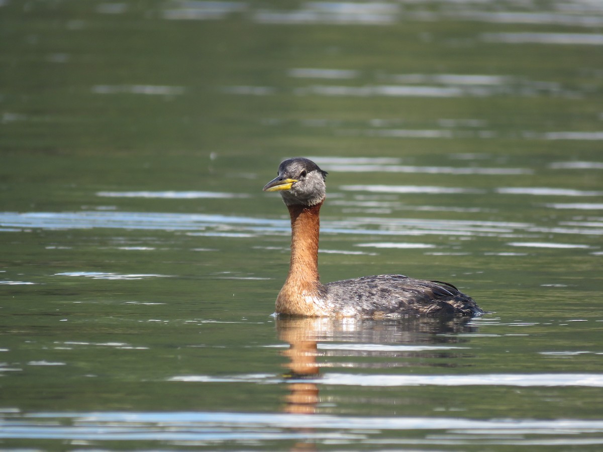 Red-necked Grebe - ML462017181