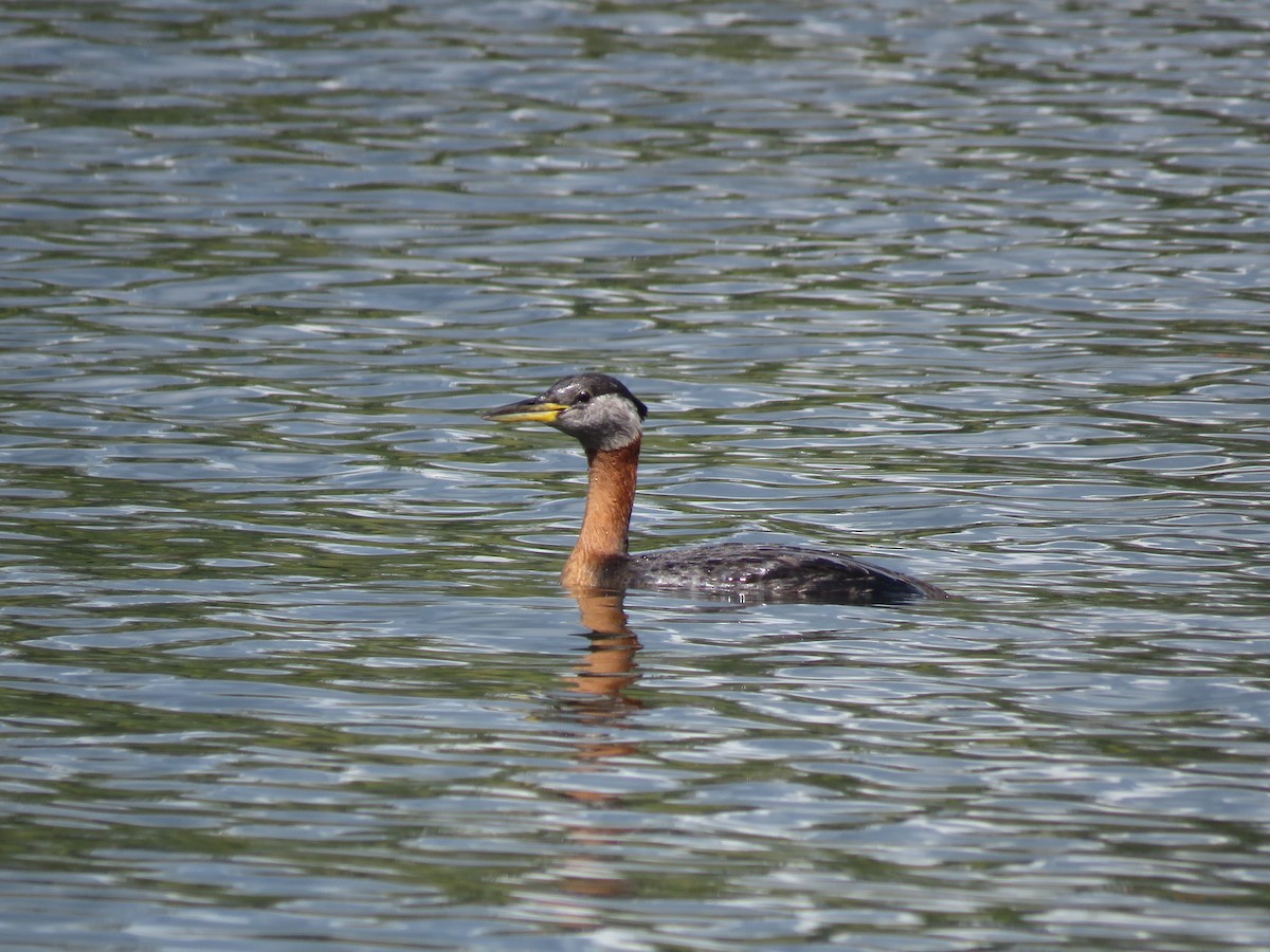 Red-necked Grebe - ML462017191