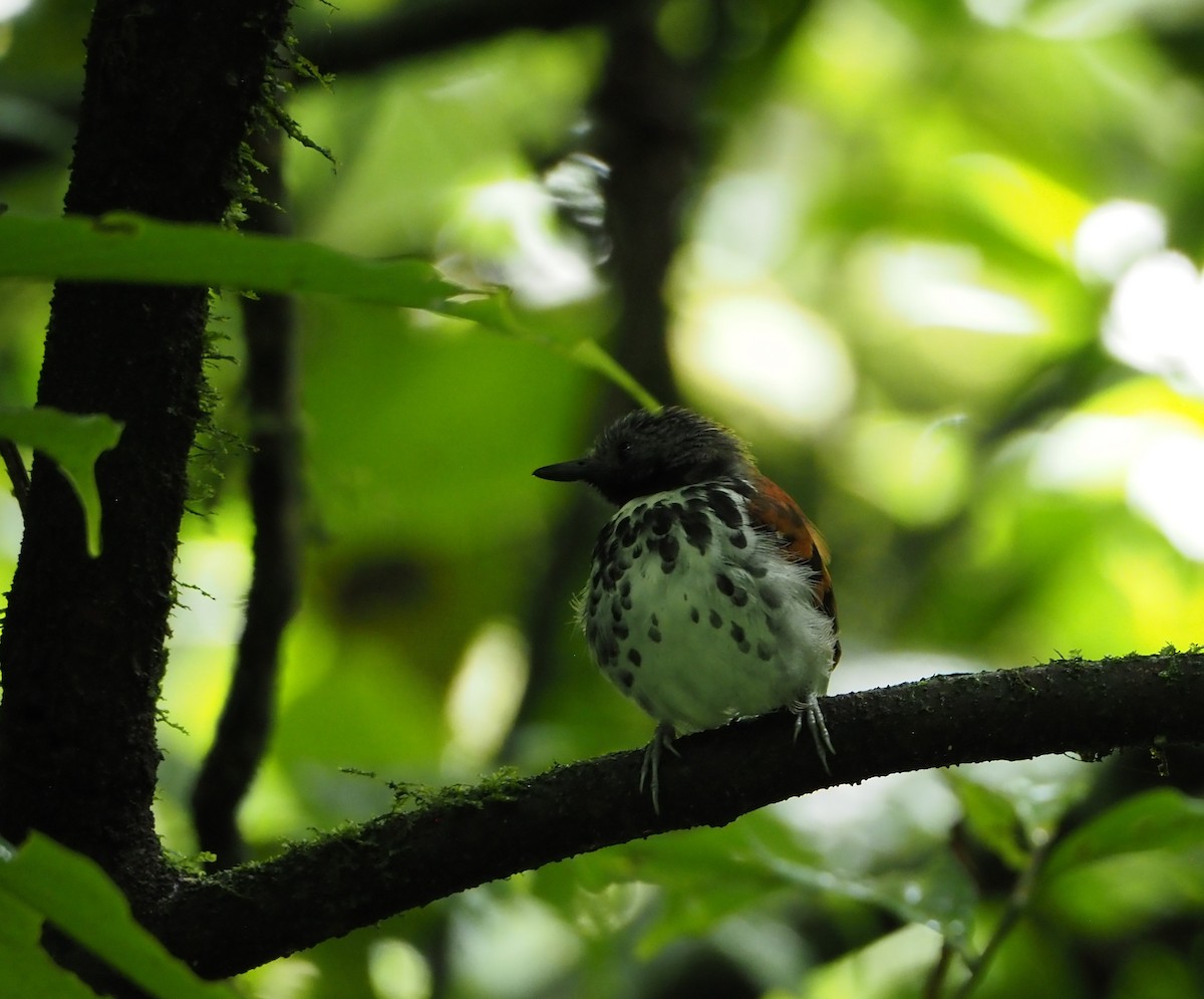 Spotted Antbird - ML462017311