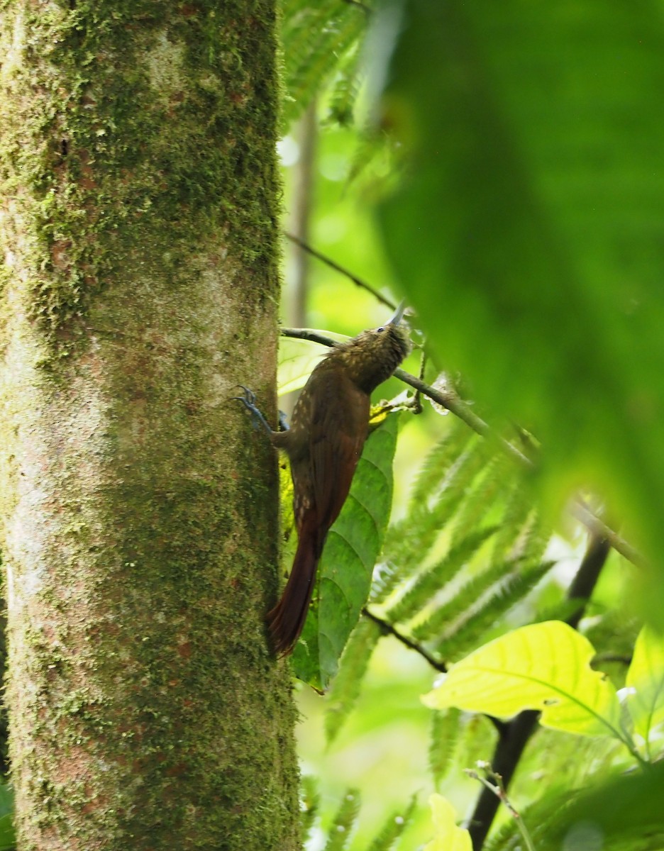 Spotted Woodcreeper - ML462017981