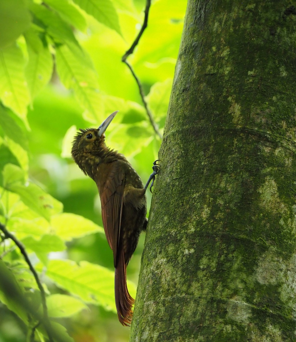Spotted Woodcreeper - ML462018001
