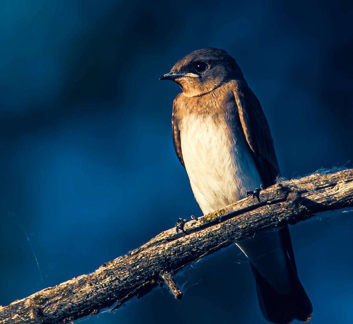 Northern Rough-winged Swallow - Levi Charles
