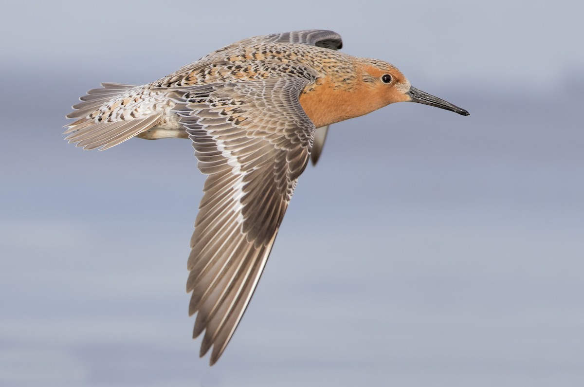 Red Knot - ML462024371