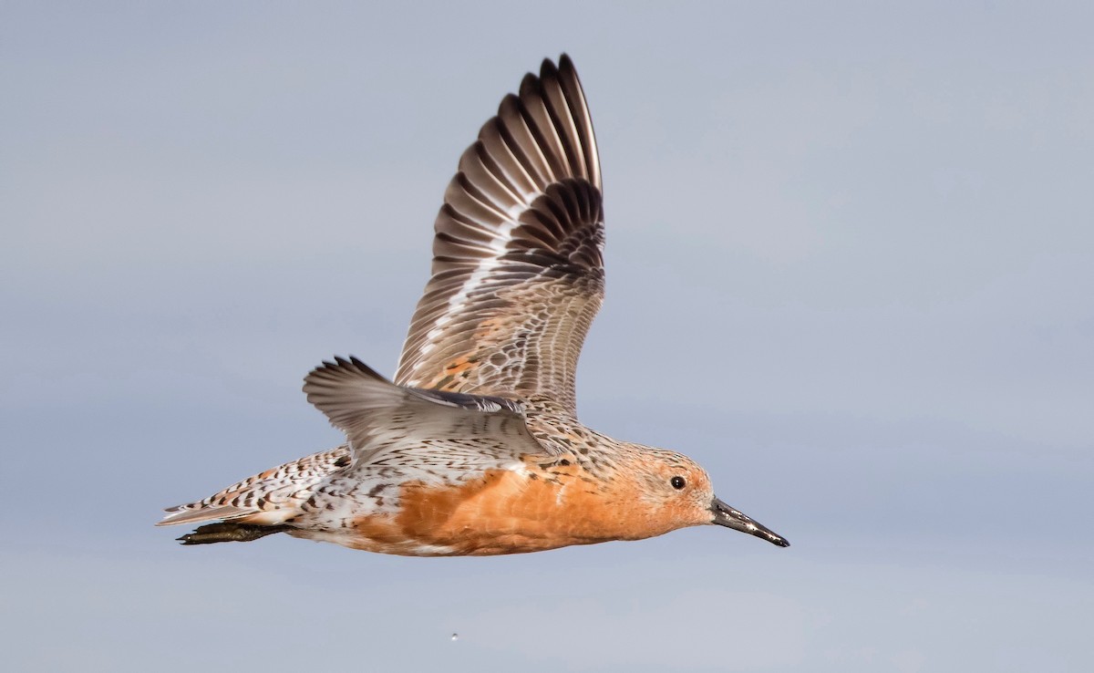 Red Knot - ML462024381
