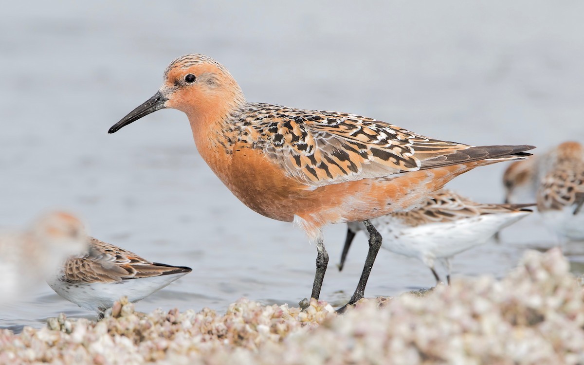 Red Knot - ML462024681