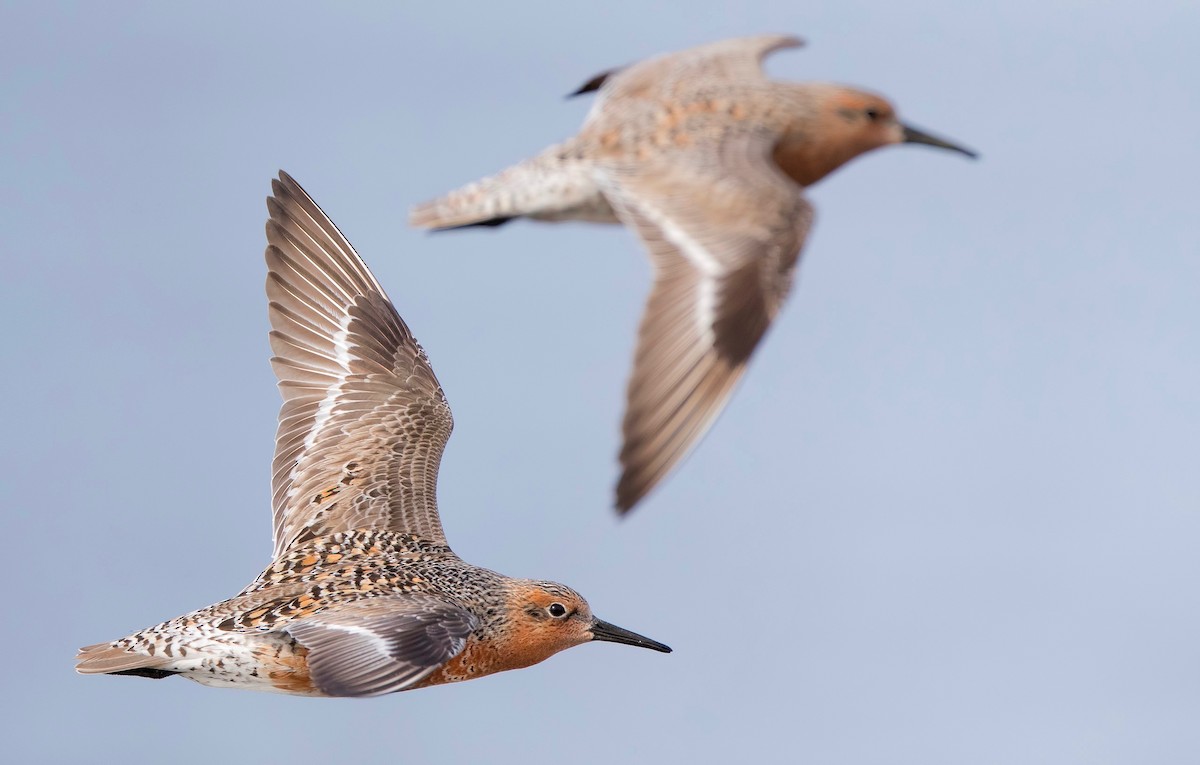 Red Knot - ML462024871