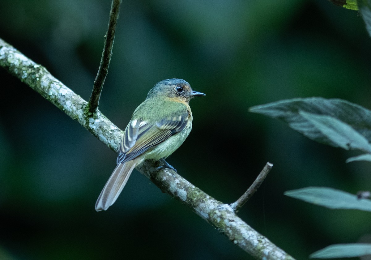 Rufous-breasted Flycatcher - ML462030361