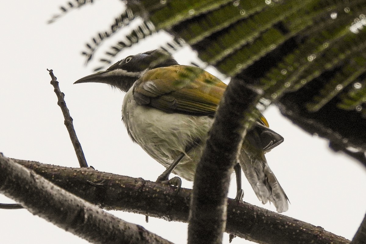 ML462030441 - Blue-faced Honeyeater - Macaulay Library