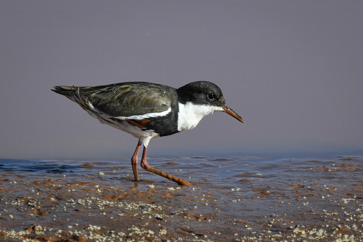 Red-kneed Dotterel - ML462031331