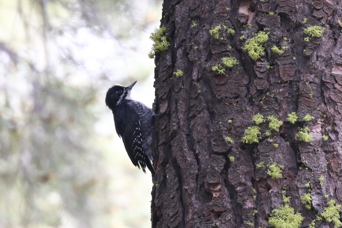 Black-backed Woodpecker - ML462035221