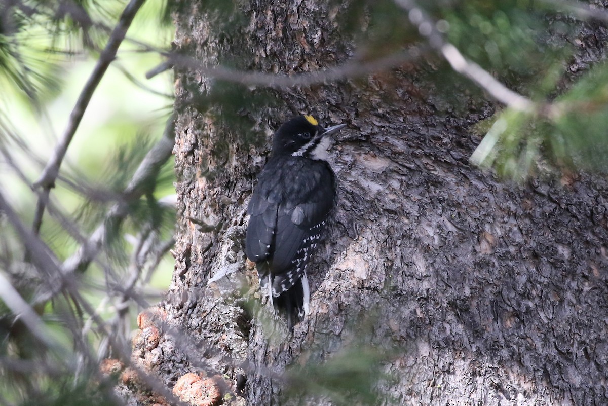 Black-backed Woodpecker - ML462035231