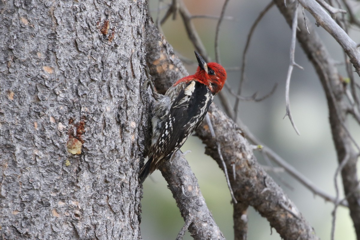 Red-breasted Sapsucker - ML462035571