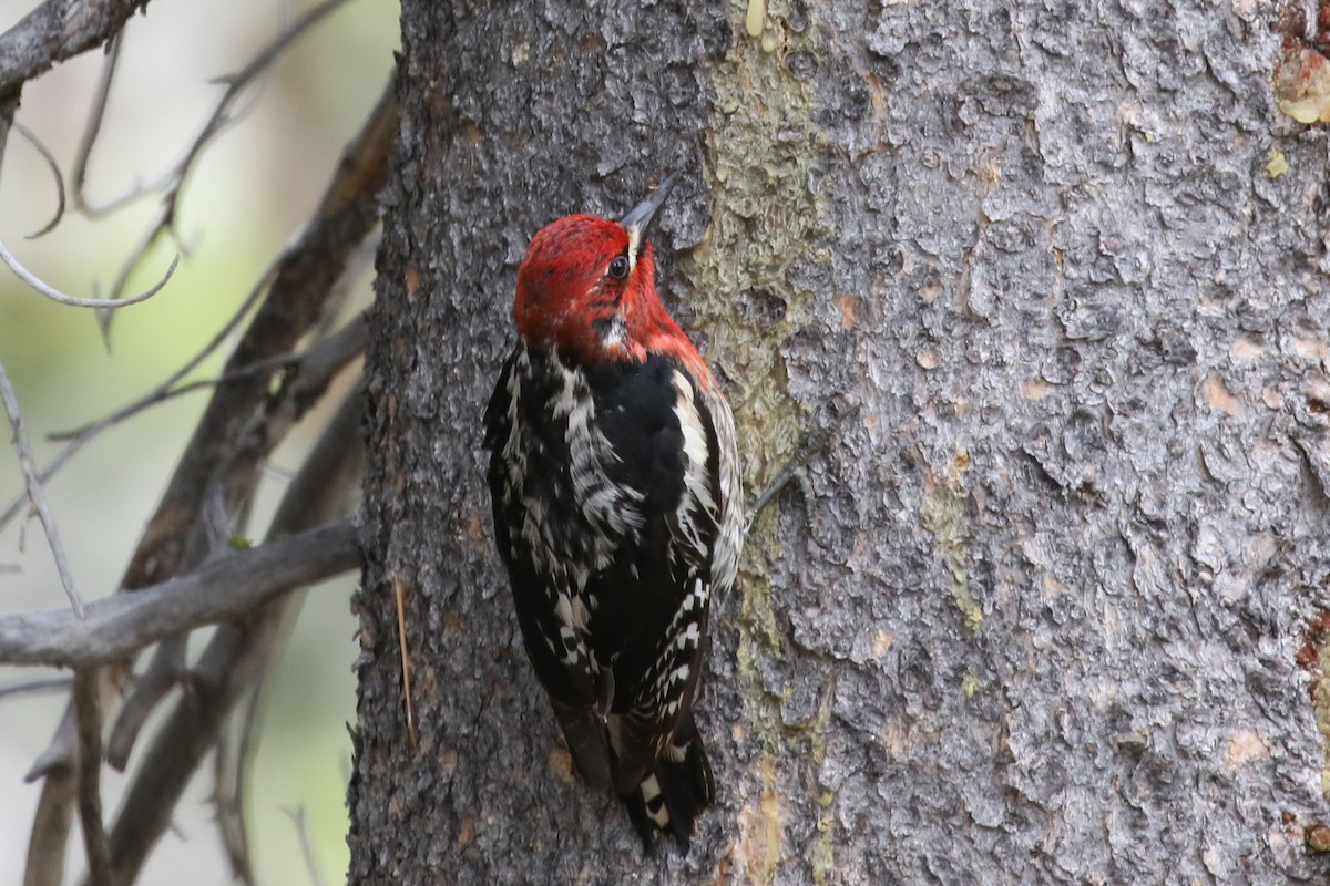 Red-breasted Sapsucker - ML462035581