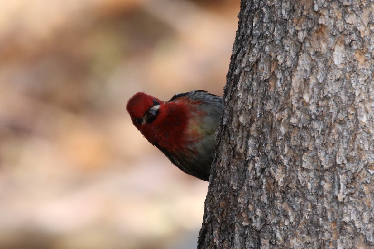 Red-breasted Sapsucker - ML462035621