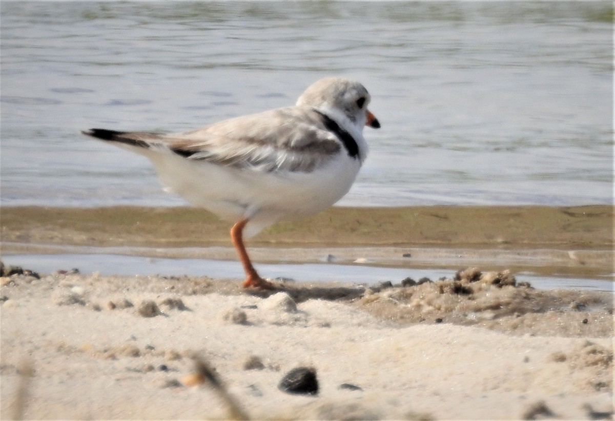Piping Plover - ML462038241