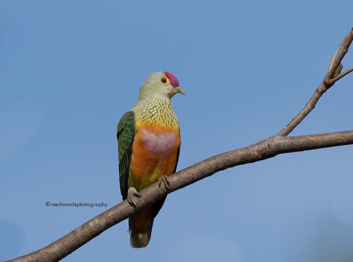 Rose-crowned Fruit-Dove - ML462038311