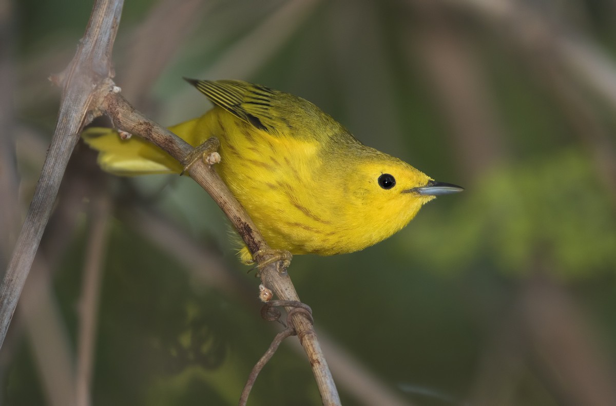 Yellow Warbler - Mark Chappell