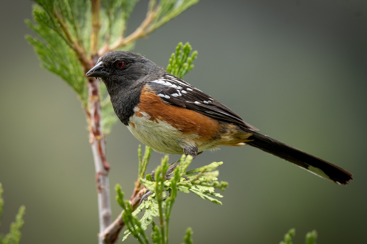 Spotted Towhee - ML462048831