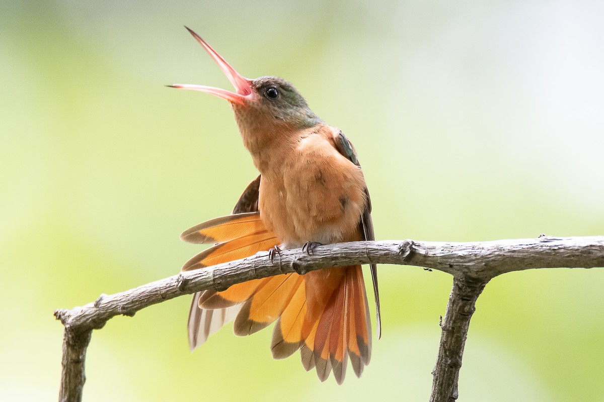 Cinnamon Hummingbird - A Huang Winoto