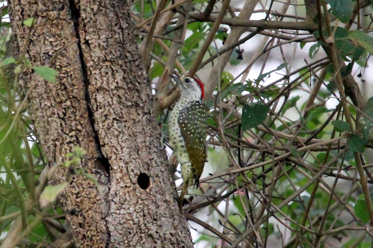 Green-backed Woodpecker (Spot-backed) - ML462061621