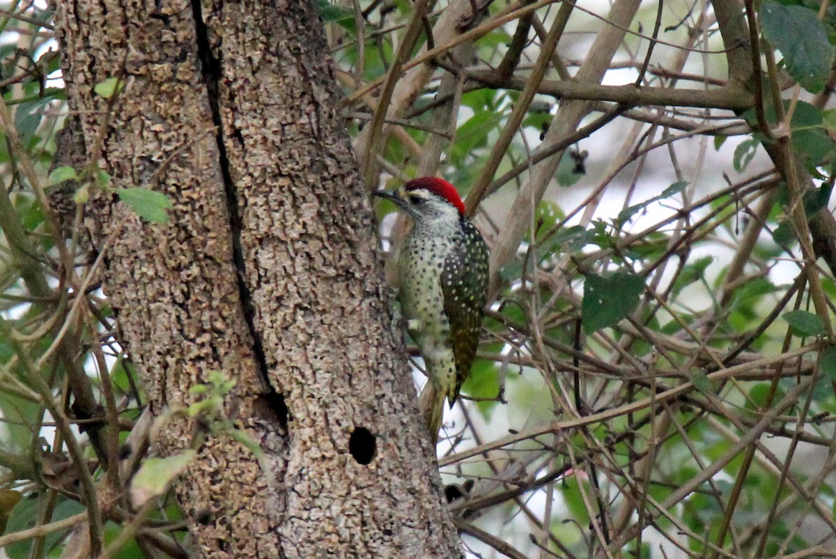 Green-backed Woodpecker (Spot-backed) - ML462061631