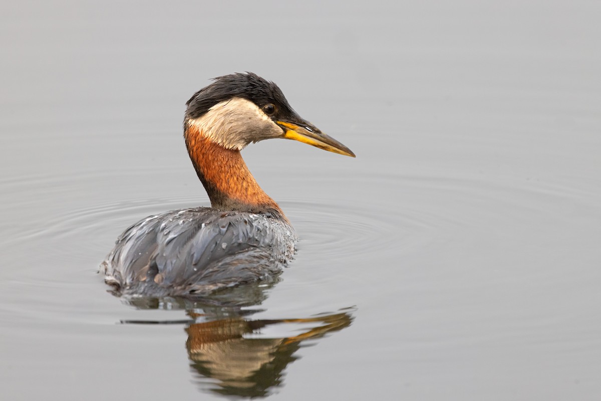 Red-necked Grebe - ML462061721