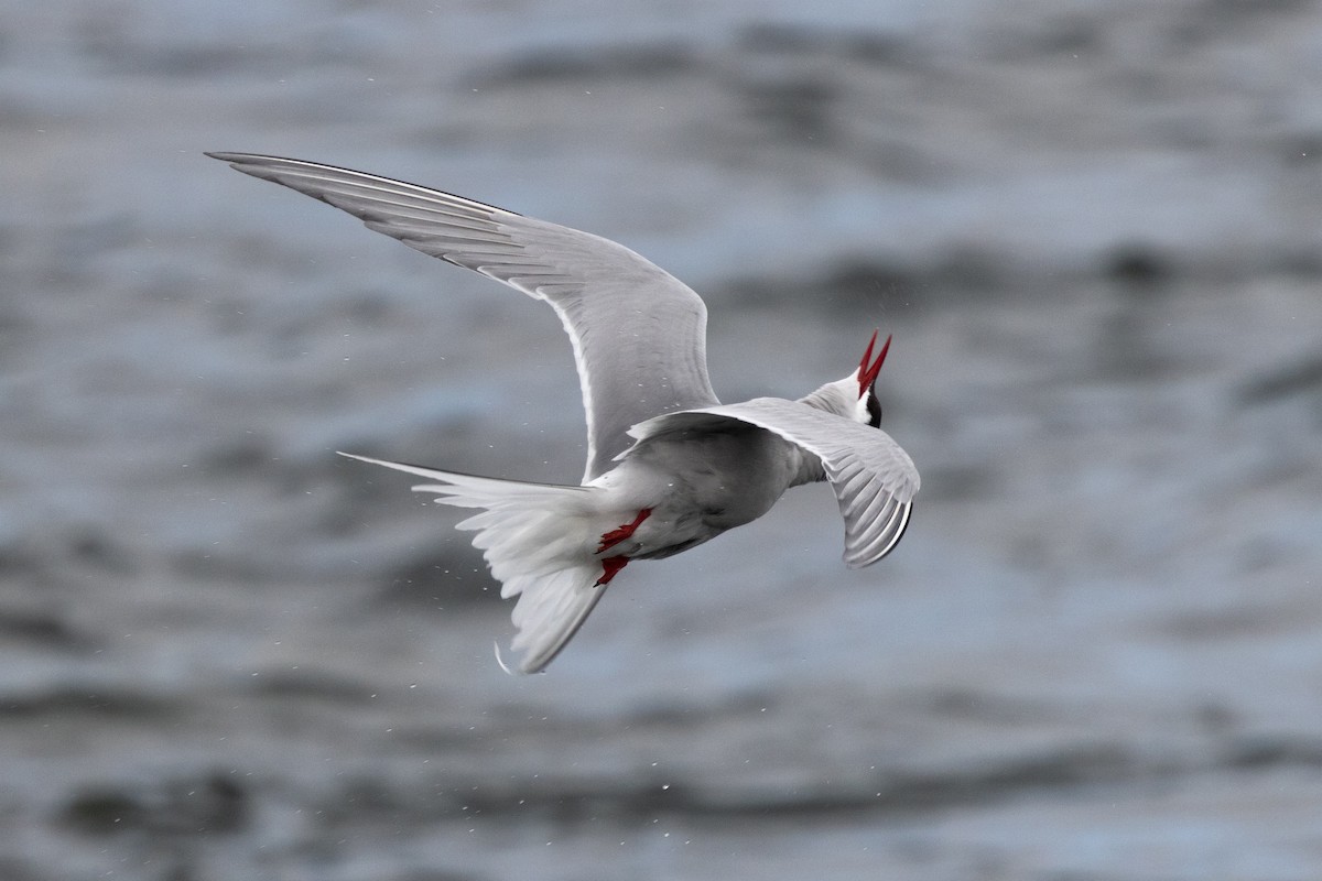 Arctic Tern - Robert Lewis