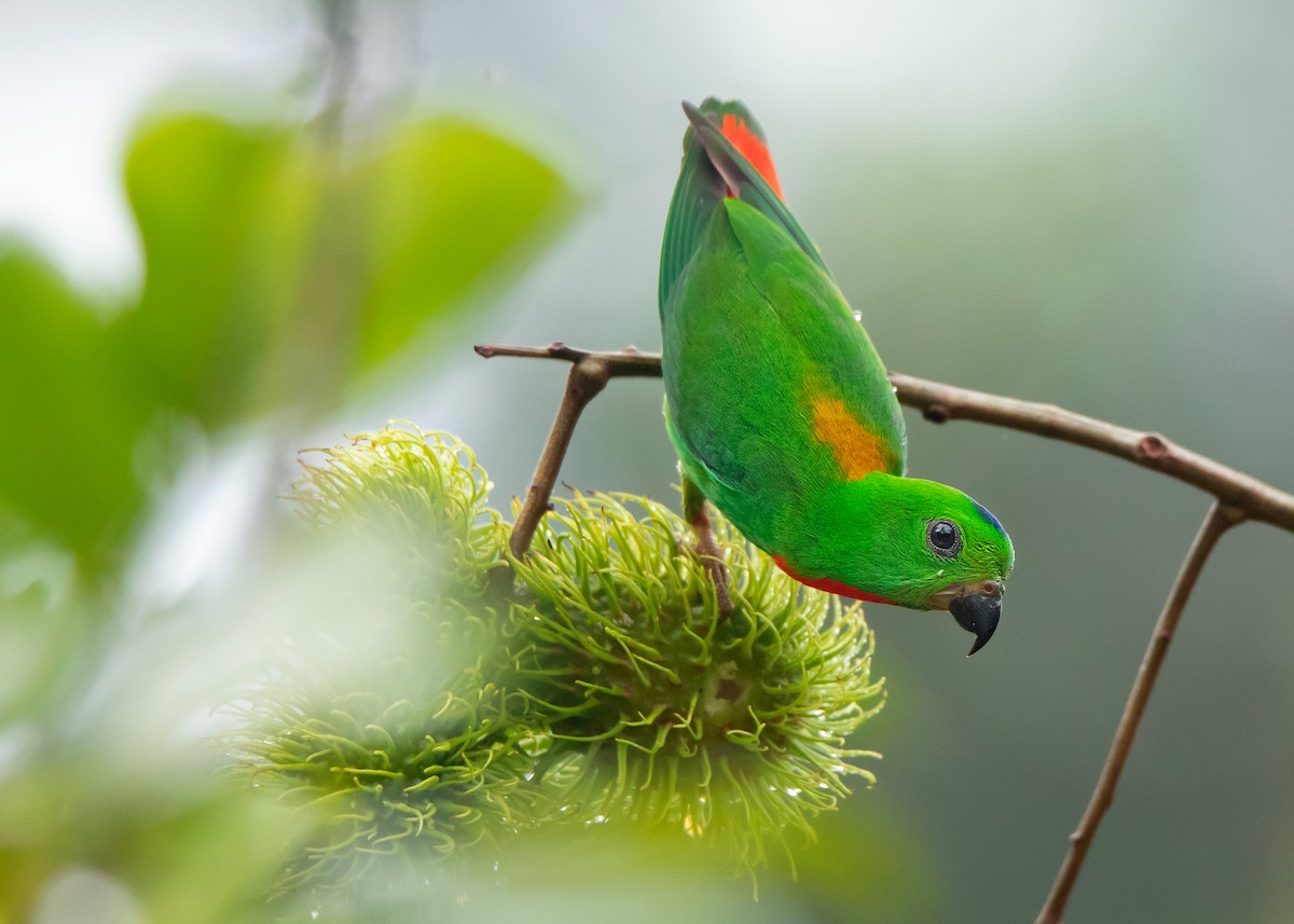Blue-crowned Hanging-Parrot - ML462065171