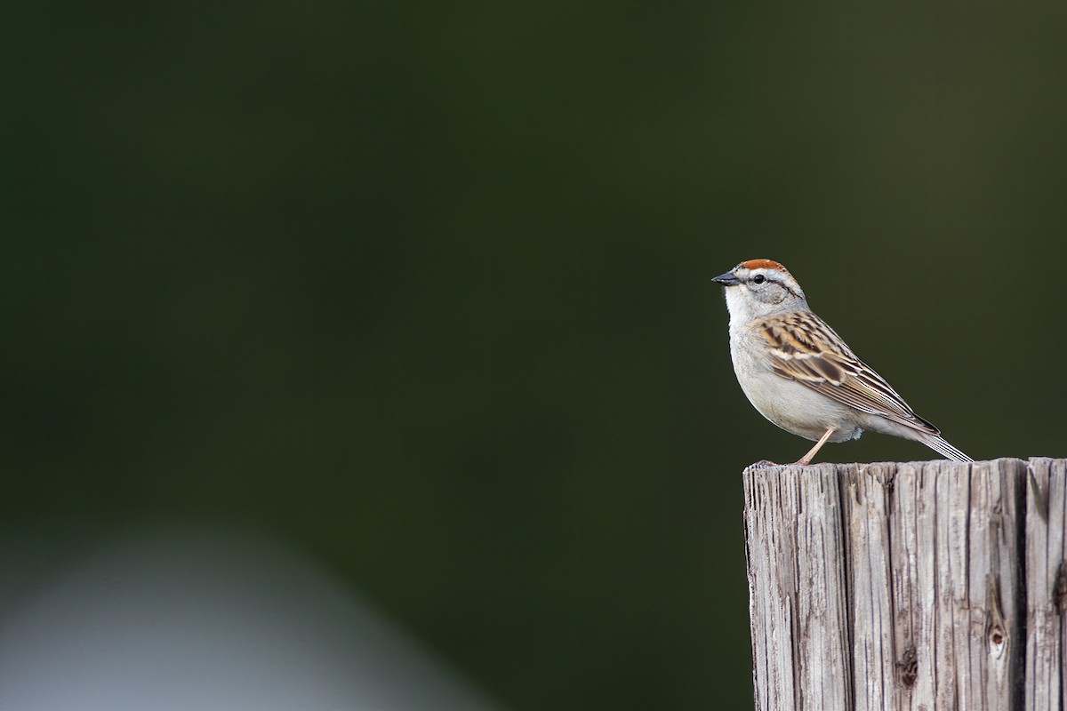 Chipping Sparrow - ML462065251