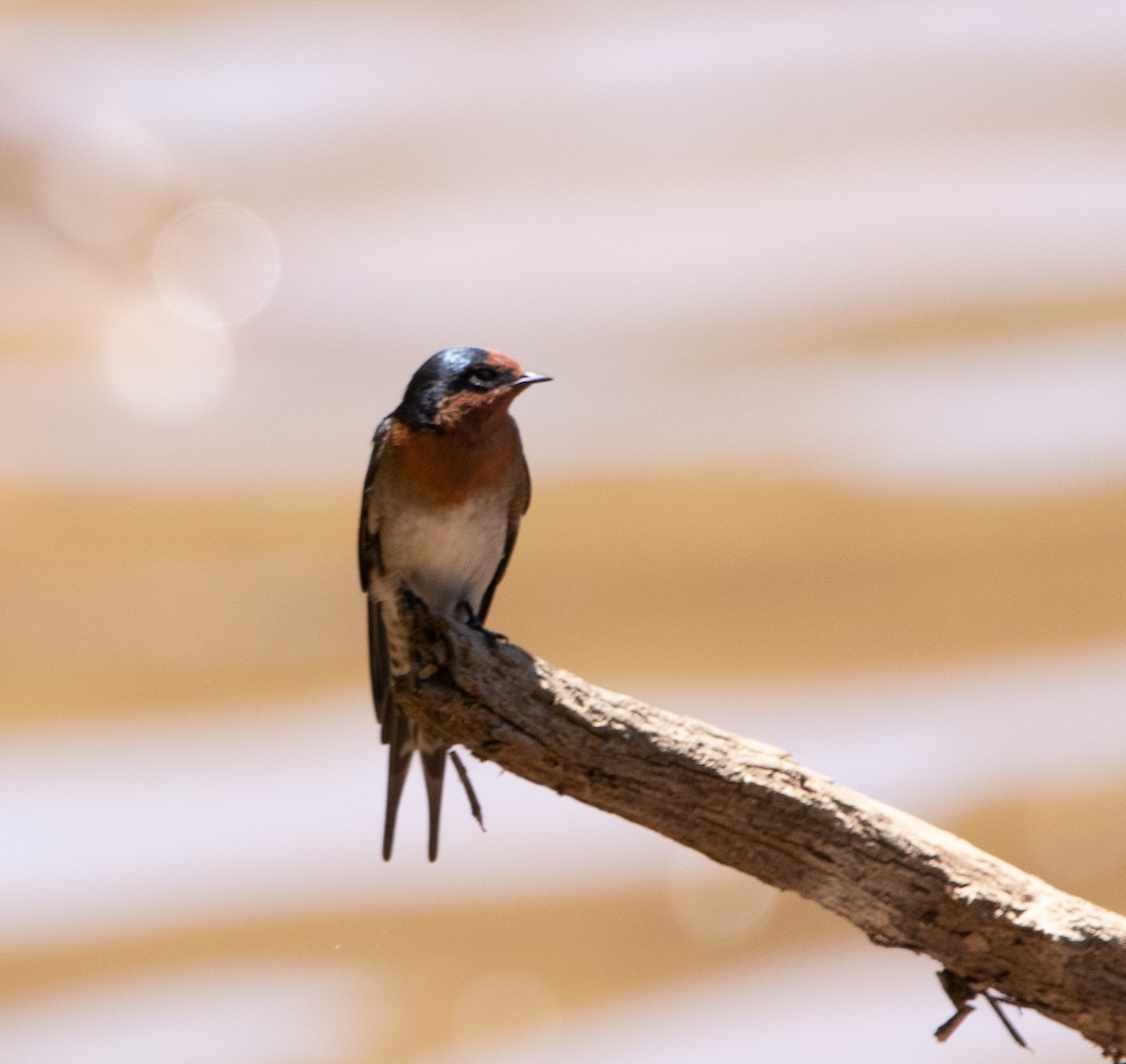 Welcome Swallow - ML462072281