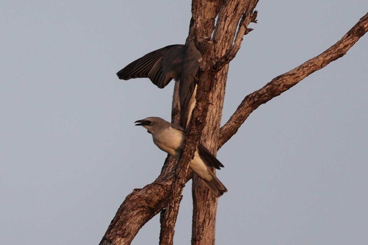 White-breasted Woodswallow - ML462075731