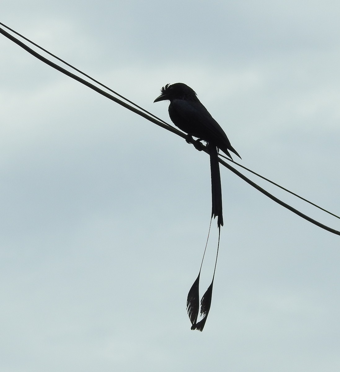 Greater Racket-tailed Drongo - ML462082641