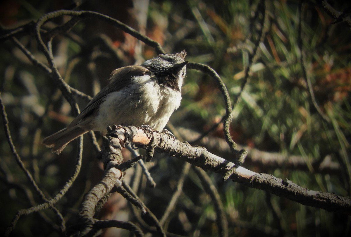 Crested Tit - ML462084281