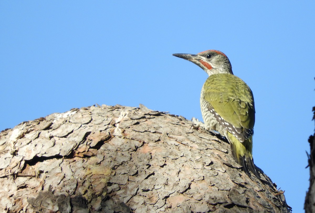 Iberian Green Woodpecker - ML462084501