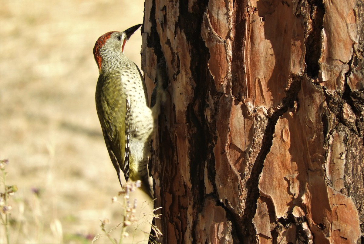 Iberian Green Woodpecker - ML462084661