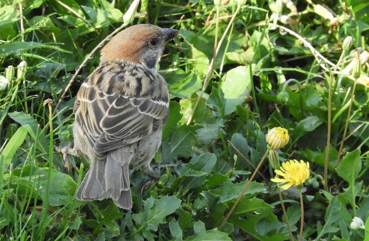 Eurasian Tree Sparrow - ML462085181