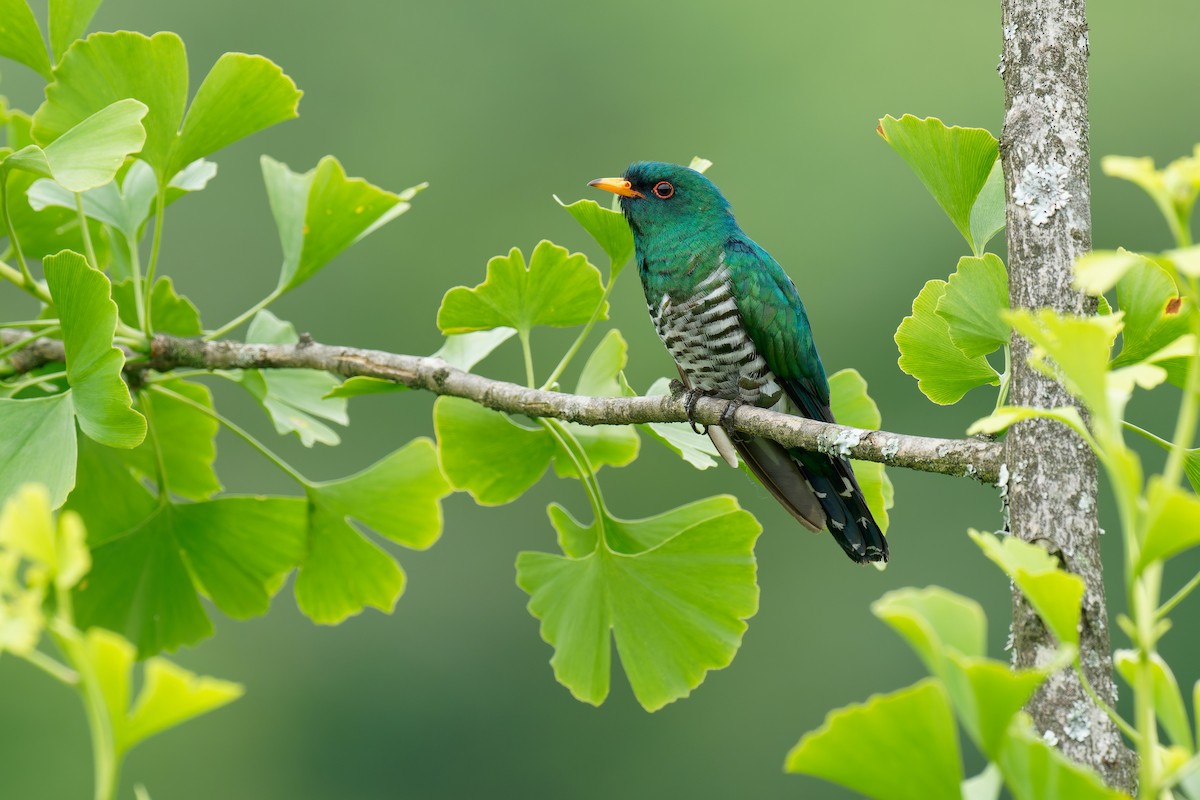 Asian Emerald Cuckoo - Vincent Wang