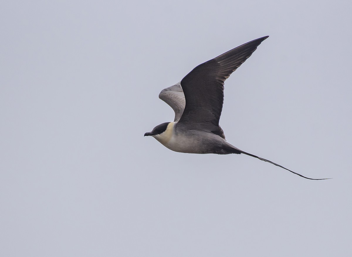 Long-tailed Jaeger - ML462087721