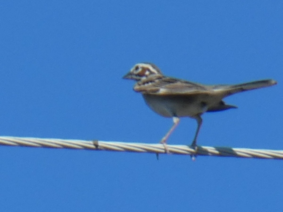 Lark Sparrow - ML462089201