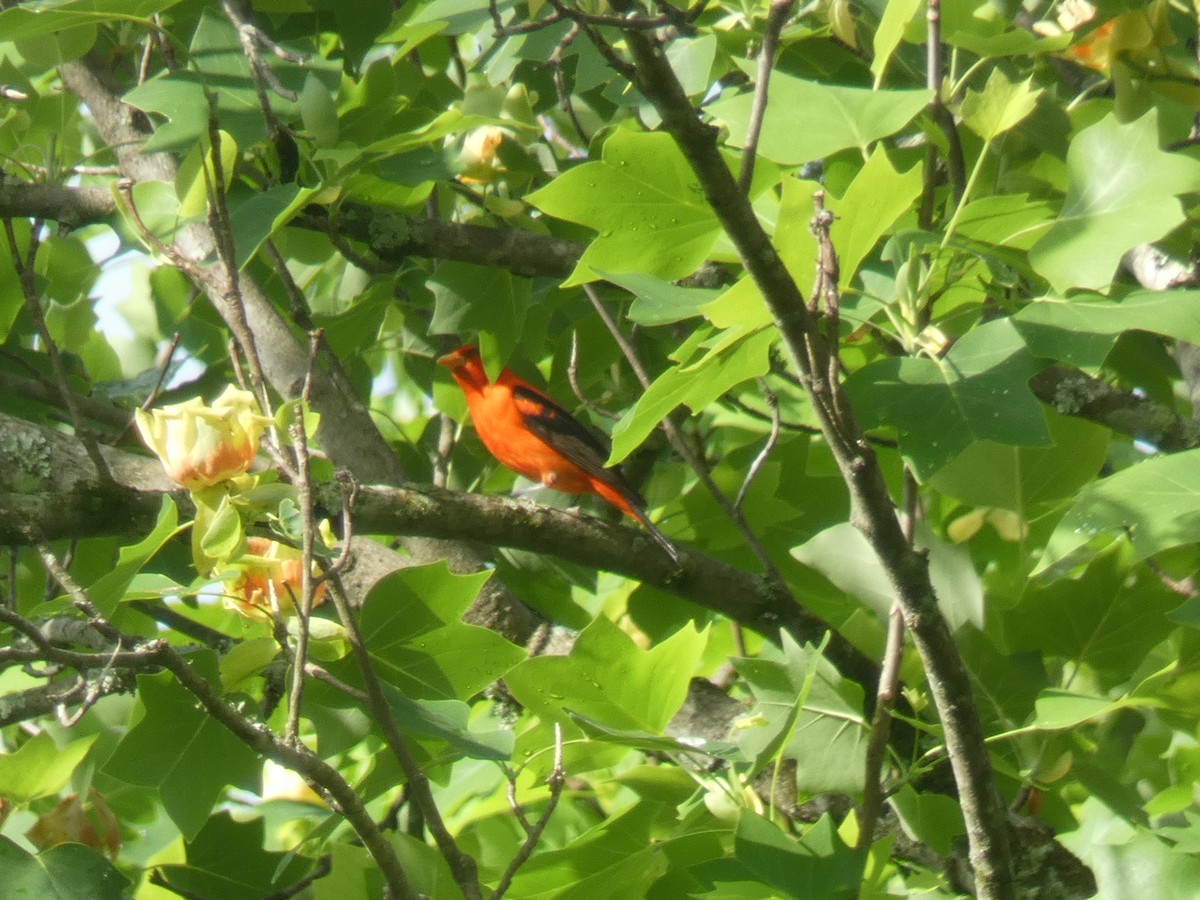 Scarlet Tanager - ML462089781